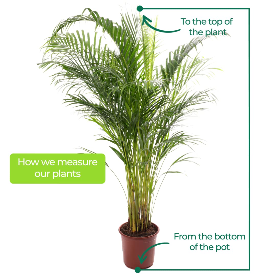 Areca Palm Large Indoor House Plant Real Tropical Exotic Evergreen Tall Plants (30-40cm incl. Pot)