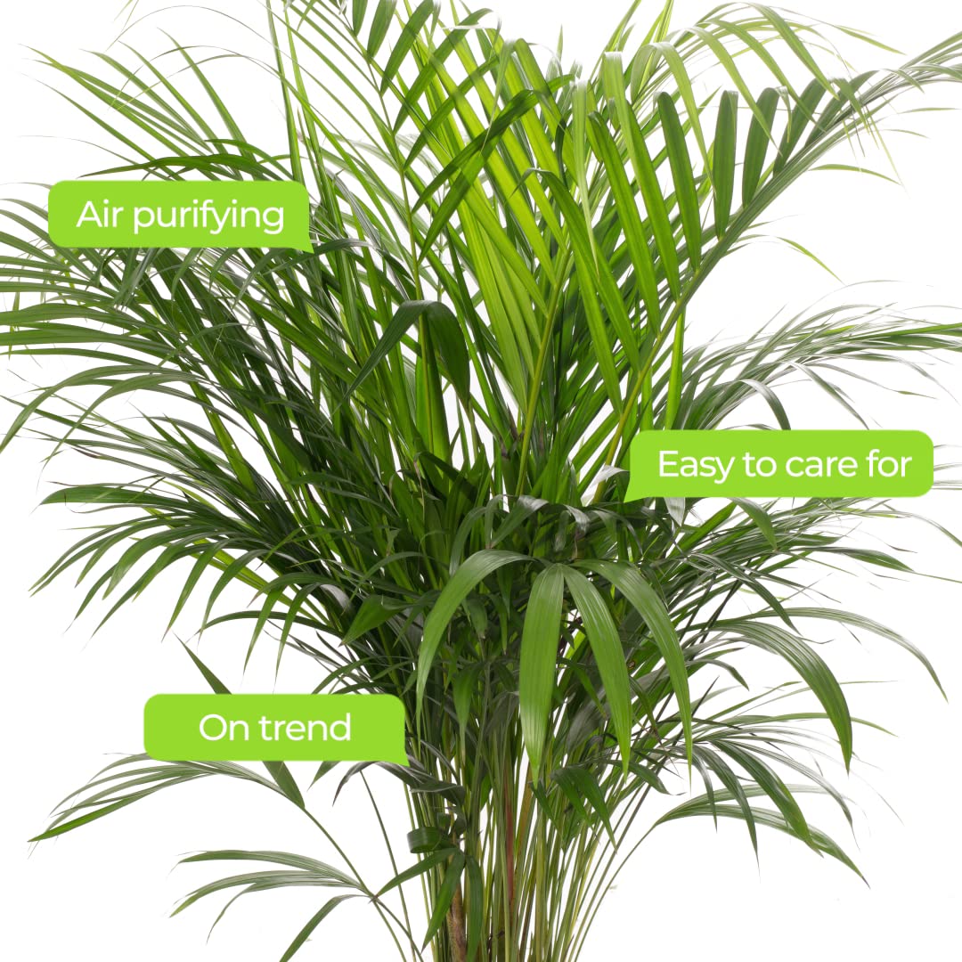 Areca Palm Large Indoor House Plant Real Tropical Exotic Evergreen Tall Plants (30-40cm incl. Pot)