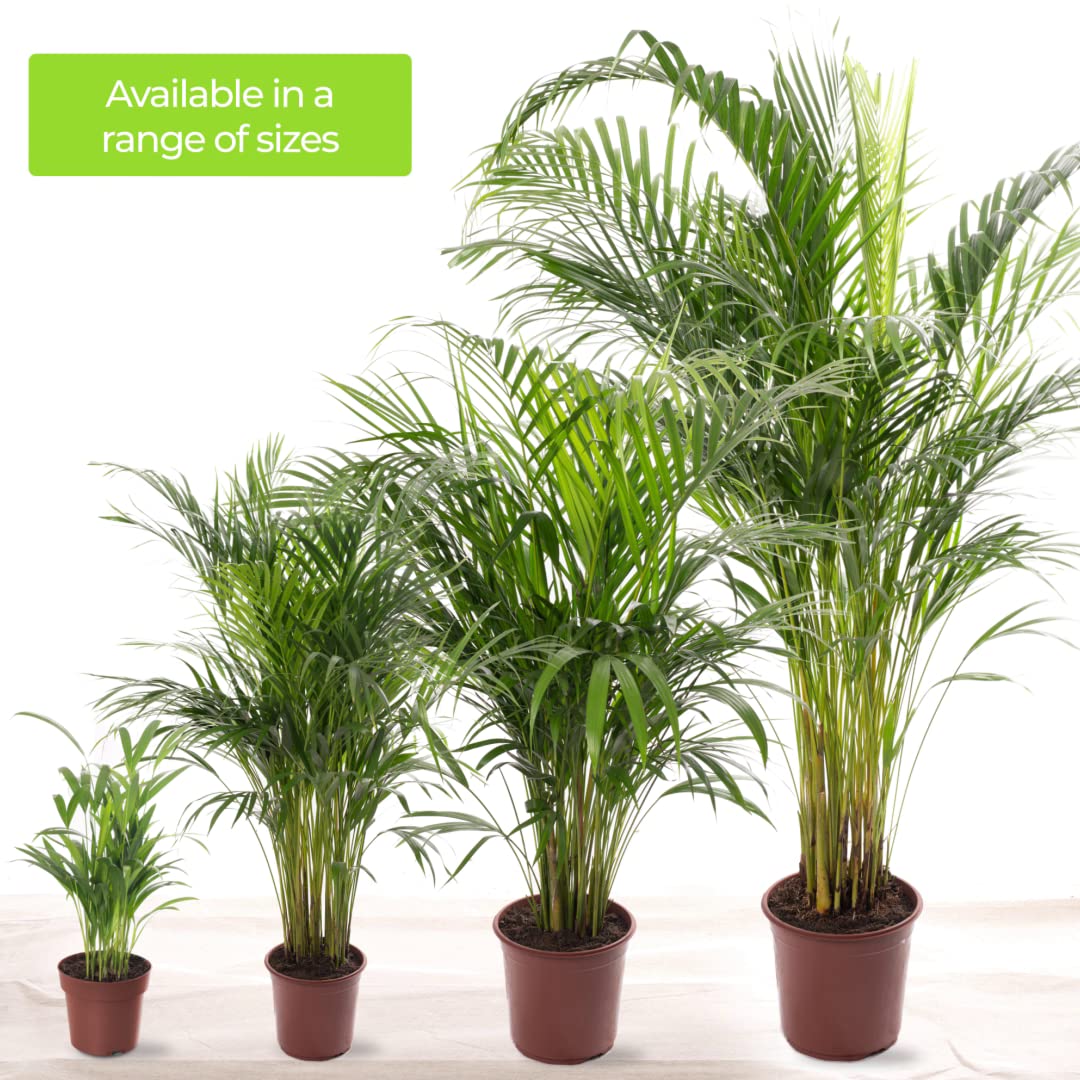 Areca Palm Large Indoor House Plant Real Tropical Exotic Evergreen Tall Plants (30-40cm incl. Pot)