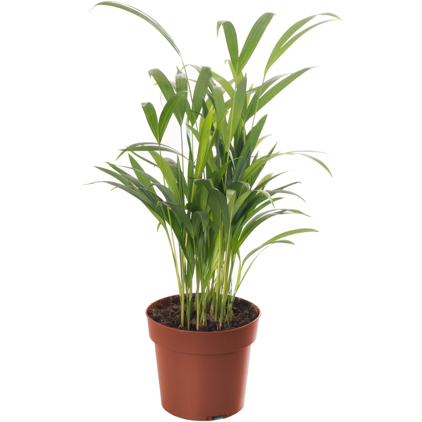 Areca Palm Large Indoor House Plant Real Tropical Exotic Evergreen Tall Plants (30-40cm incl. Pot)